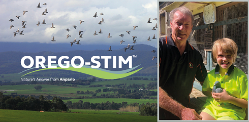 Testimonial: Paul Steenson recommends Orego-Stim if you want to achieve optimal health for your birds